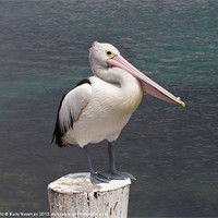 Buy canvas prints of You Pelican by Barry Newman