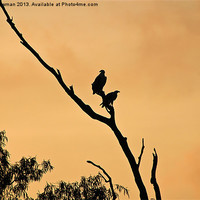 Buy canvas prints of Morning Eagles by Barry Newman