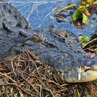 Buy canvas prints of Crocodile Smile by Barry Newman