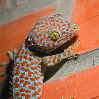 Buy canvas prints of Giant Gecko by Barry Newman