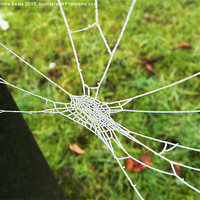 Buy canvas prints of Natures Jewel: An ice covered cobweb by Sandra Beale