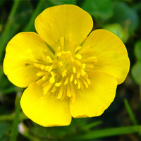 Buy canvas prints of Lustrous Buttercup in the sunshine by Sandra Beale