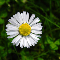 Buy canvas prints of Daisy Head with Pollen by Sandra Beale