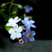 Buy canvas prints of Forget me not Flower by Sandra Beale