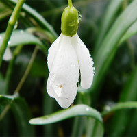 Buy canvas prints of snowdrop covered with waterdrops, Herts by Sandra Beale