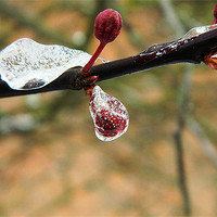 Buy canvas prints of Cherry bud in ice by Sandra Beale