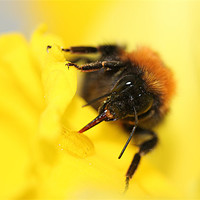 Buy canvas prints of Bee on daffodil by Sandra Beale