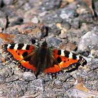 Buy canvas prints of Butterfly on stones by Sandra Beale