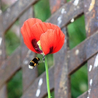 Buy canvas prints of Bee flying towards Poppy by Sandra Beale