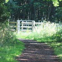 Buy canvas prints of The woods in the early morning sun, Herts by Sandra Beale