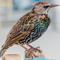 Buy canvas prints of Starling by Richard Smith