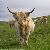 Buy canvas prints of Blonde Highland Cow by Richard Smith