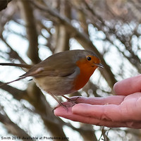 Buy canvas prints of A brave Robin has some feed by Richard Smith