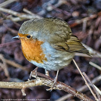 Buy canvas prints of Robin Redbreast close up by Richard Smith