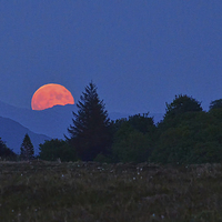 Buy canvas prints of A rising Blood  Moon by Richard Smith