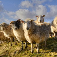 Buy canvas prints of A flock in March.  by Richard Smith