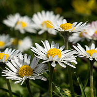 Buy canvas prints of The common Daisy by Richard Smith