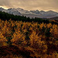 Buy canvas prints of Larch in the Autumn by Richard Smith