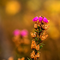 Buy canvas prints of Last bloom of Heather by Richard Smith
