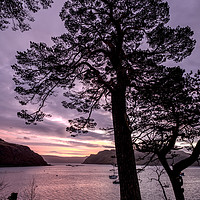 Buy canvas prints of Scots pine in the early morning. by Richard Smith