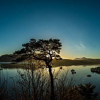 Buy canvas prints of Lone Scots Pine by Richard Smith