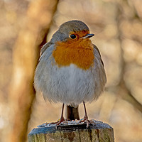 Buy canvas prints of Robin redbreast (Erithacus rubecula) by Richard Smith
