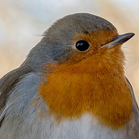 Buy canvas prints of Robin redbreast profile portrait by Richard Smith