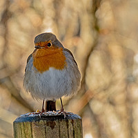 Buy canvas prints of Robin redbreast (Erithacus rubecula) #3 by Richard Smith