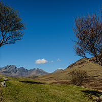 Buy canvas prints of Blaven seen between some silver birch. by Richard Smith