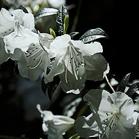 Buy canvas prints of White evergreen and scented Azalea flowers by Richard Smith
