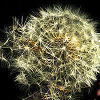 Buy canvas prints of Dandelion seed head by Richard Smith