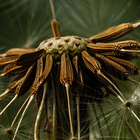 Buy canvas prints of Natural wind blown seed dispersal unit #2 by Richard Smith