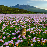 Buy canvas prints of A sea of Sea Thrift #2 by Richard Smith