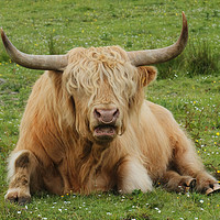 Buy canvas prints of 'Eddie', the Highland Bull from the Isle of Skye by Richard Smith