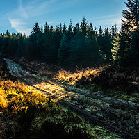 Buy canvas prints of A shaft of sunlight falls across a forestry road by Richard Smith