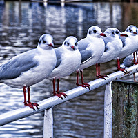 Buy canvas prints of Six Seagulls on a handrail beside the water. by Richard Smith