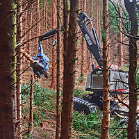 Buy canvas prints of Forest harvesting by Richard Smith