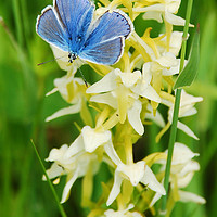 Buy canvas prints of Common Blue butterfly settled on Butterfly Orchid. by Richard Smith