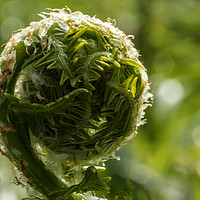 Buy canvas prints of Unfurling frond of fern. by Richard Smith