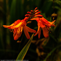 Buy canvas prints of A close up of a Montbretia. by Richard Smith