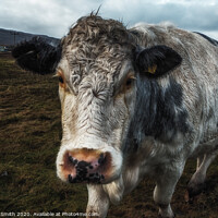 Buy canvas prints of A brindle cow approaches me across a rough pasture. by Richard Smith