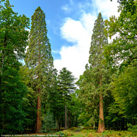 Buy canvas prints of Giant Redwoods of Rhinefield road, Hampshire by Richard Smith