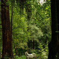 Buy canvas prints of New Forest pony on the 'Tall Trees Trail, Rhinefield' by Richard Smith