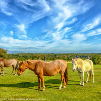 Buy canvas prints of New forest ponies at ease near Lyndhurst in the New Forest by Richard Smith