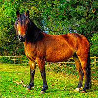 Buy canvas prints of New Forest Horse by Richard Smith