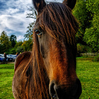 Buy canvas prints of Brown New Forest pony portrait. by Richard Smith