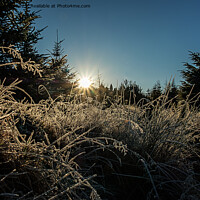 Buy canvas prints of Backlit frosted grass. by Richard Smith