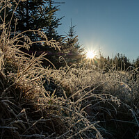 Buy canvas prints of Backlit frosted grass #2 by Richard Smith