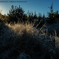 Buy canvas prints of Common rushes covered in frost and lit by the low  by Richard Smith