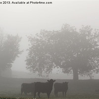 Buy canvas prints of Grazing in the morning mist by Chris Wooldridge